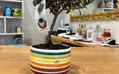 Bonsai Olivo – Frantoio Muraglia
