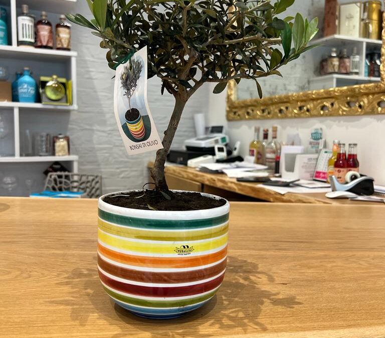 Bonsai Olivo – Frantoio Muraglia